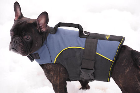 is a collar or harness better for a french bulldog