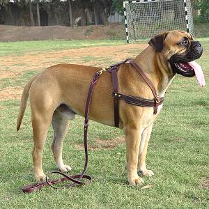 Tracking/Pulling Leather Dog Harness for Bullmastiff