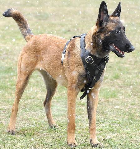 Agitation/Protection Leather Dog Harness for Belgian Malinois