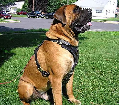 Big Exclusive Padded Leather Dog Harness for Mastiff mix