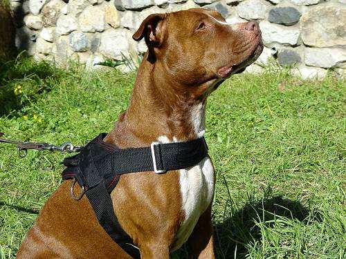 Nylon multi-purpose dog harness for tracking / pulling