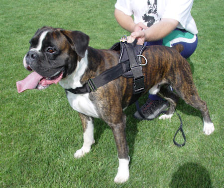 harness for boxers