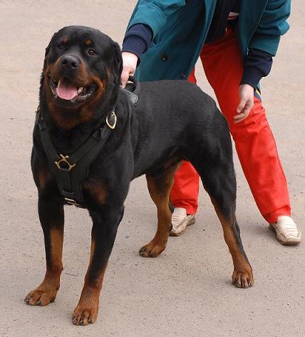 Exclusive Luxury Handcrafted Padded Leather Dog Harness for Rottweil