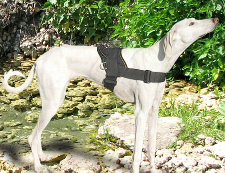 Gazelle Hound Dog Harness -Saluki Dog Harness -Nylon Dog Harness