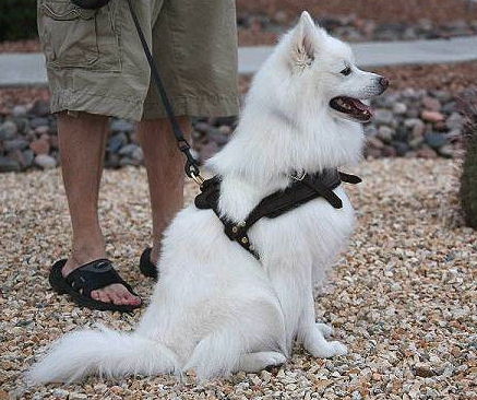Small leather dog harness for American Eskimo