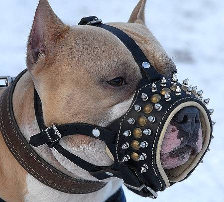 harness with muzzle
