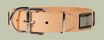 leather dog collar with big plates German golden retriever