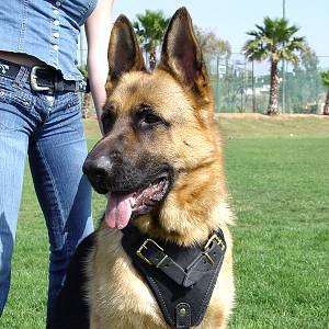 schutzhund dog training harness