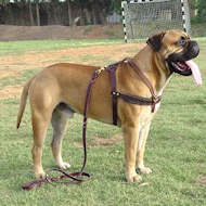 Tracking/Pulling Leather Dog Harness for Bullmastiff