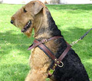 Tracking/Pulling Leather Dog Harness Airedale Terrier