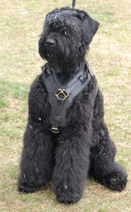 dog harness for black russian terrier