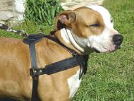 Tracking/Pulling Leather Dog Harness for Amstaff