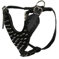 Spiked Dog Harness for American Bulldog