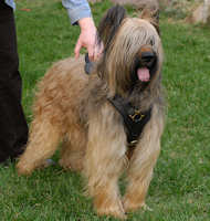 Briard dog harness for walking