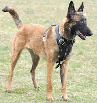 leather dog harness for belgian malinois