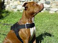 Nylon multi-purpose dog harness for tracking / pulling