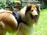 nylon dog harness with handle for collie
