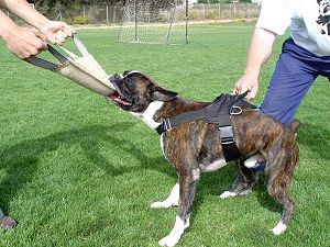 nylon dog harness with handle for dog training 