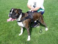 Nylon Multi-Purpose Dog Harness for Tracking/Pulling-Boxer Dog