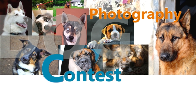 photography dog contest
