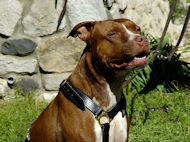 pit bull harness leather dog harness