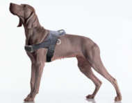 Pointer dog harness