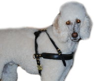 Poodle Dog Harness-Leather Dog Harness for Poodle-Best Harness