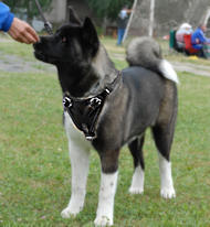 Akita Inu/Siberian Husky leather dog harness for walking