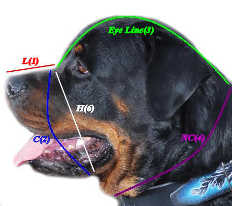 How to measure your Rooty/Dog!