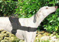 Gazelle Hound Dog Harness -Saluki Dog Harness -Nylon Dog Harness