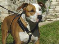 American Staffordshire Terrier dog harness