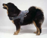 tibetan mastiff dog harness