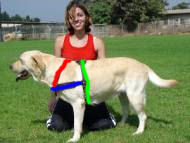 labrador dog harness