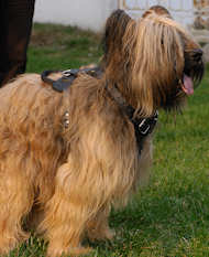 Briard leather dog harness for dog training