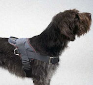 Wirehaired Pointing Griffon Nylon dog harness 