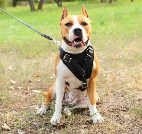 How to Choose a Dog Harness