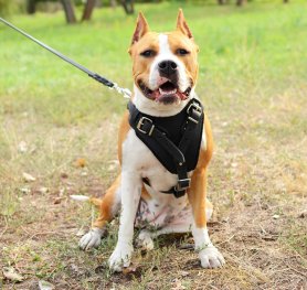 How to Choose a Dog Harness